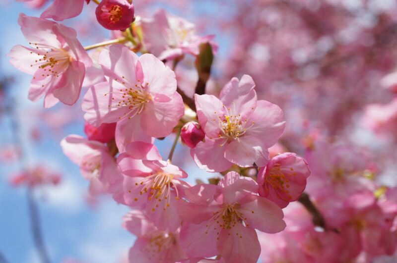 🌸お花見🌸