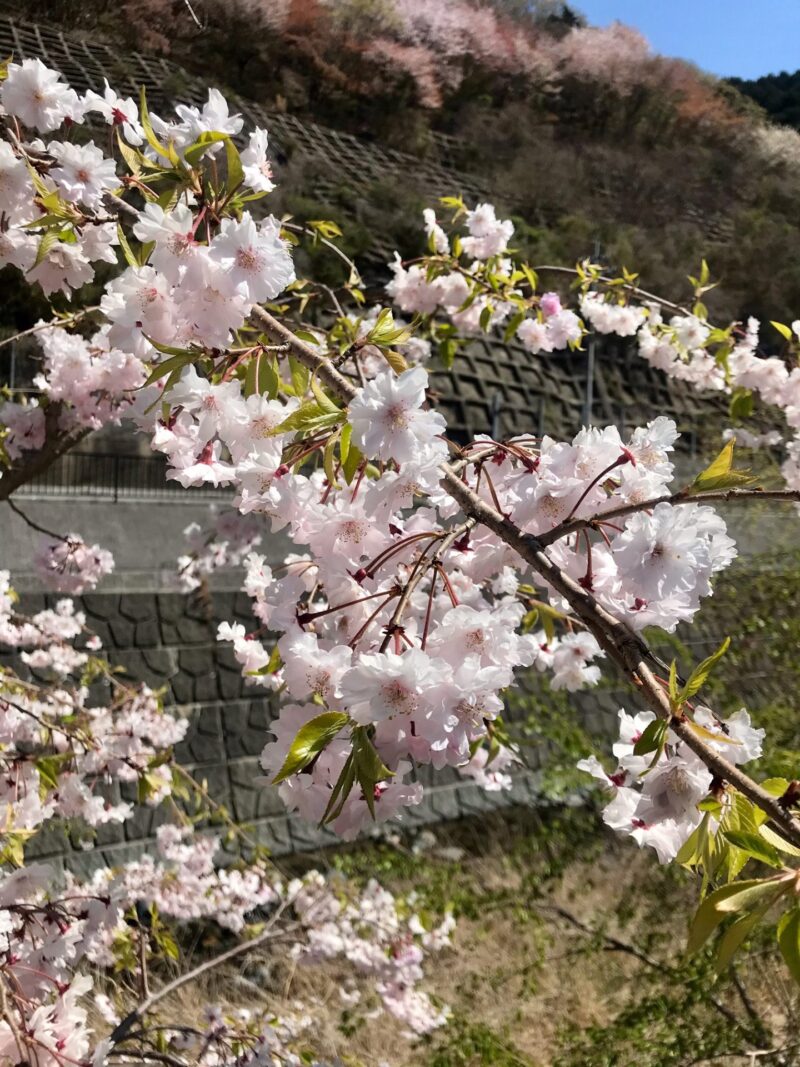 会社周辺のさくら🌸🌸