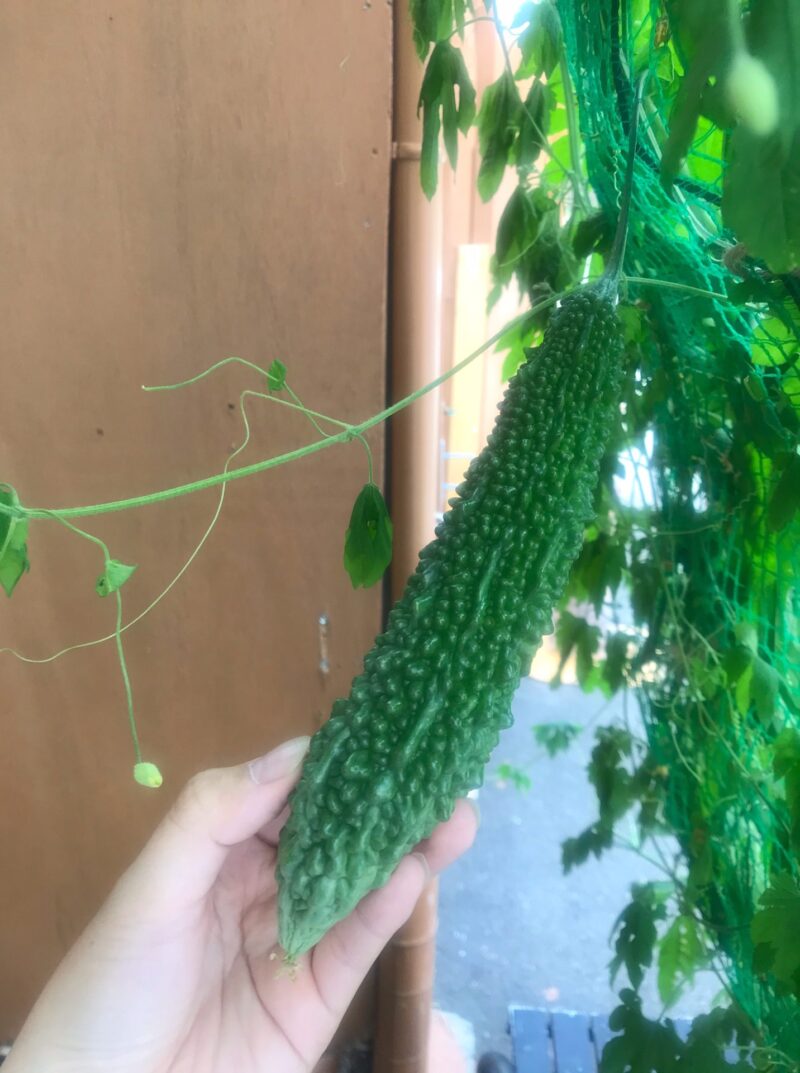 立派なゴーヤが育ちました🥬