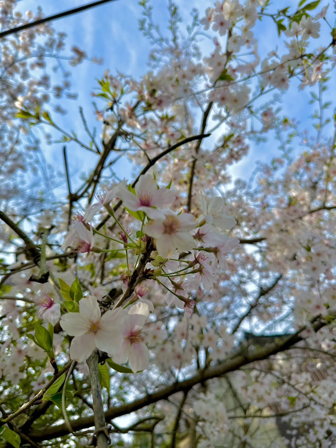 篠栗町の桜🌸